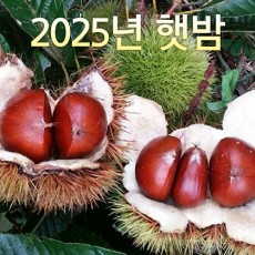 일반알밤 특 3kg