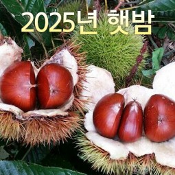 일반알밤 특 3kg